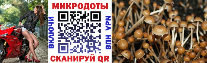 закладки  Никольское  Галлюциногенные грибы MAGIC MUSHROOMS 